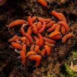 Skoczogonki czerwone Collembola – naturalna ekipa sprzątająca do terrarium bioaktywnego