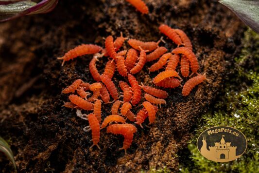 Skoczogonki czerwone Collembola – naturalna ekipa sprzątająca do terrarium bioaktywnego