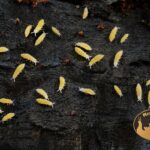 colembolla-skoczogonki-żłóte-ekipa-sprzatajaca-megapets-eu Żółty skoczogonek Ceratophysella sp. Lilac Yellow Albino na wilgotnym podłożu terrariowym