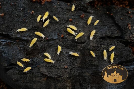 Żółty skoczogonek Ceratophysella sp. Lilac Yellow Albino na wilgotnym podłożu terrariowym