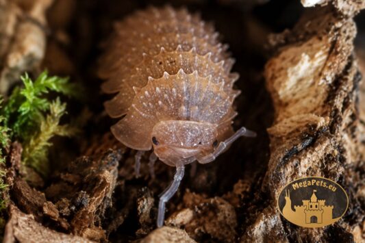 Isopody Cristarmadillidium muricatum Orange – egzotyczne kulanki do terrarium bioaktywnego, naturalna ekipa sprzątająca.