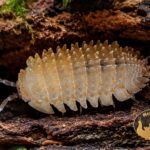 Cristarmadillidium muricatum Orange – egzotyczne kulanki do terrarium bioaktywnego, naturalna ekipa sprzątająca.