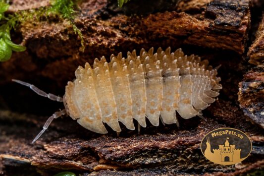 Cristarmadillidium muricatum Orange – egzotyczne kulanki do terrarium bioaktywnego, naturalna ekipa sprzątająca.