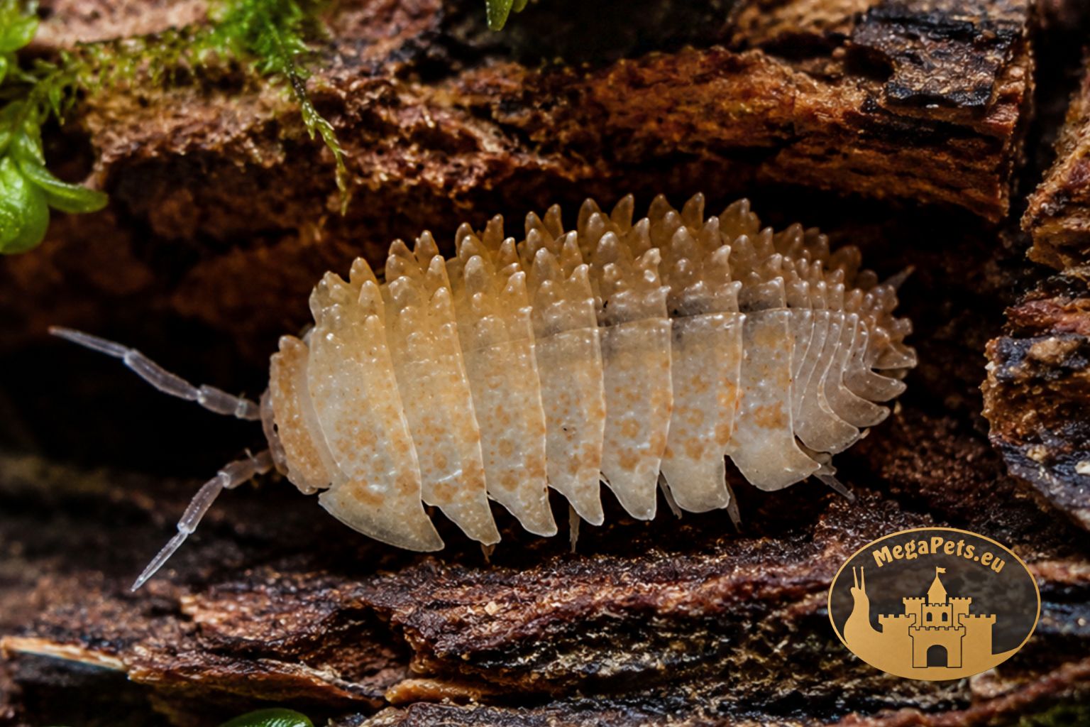 Cristarmadillidium muricatum Orange – egzotyczne kulanki do terrarium bioaktywnego, naturalna ekipa sprzątająca.