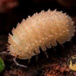 Isopody Cristarmadillidium muricatum Orange – egzotyczne kulanki do terrarium bioaktywnego, naturalna ekipa sprzątająca.