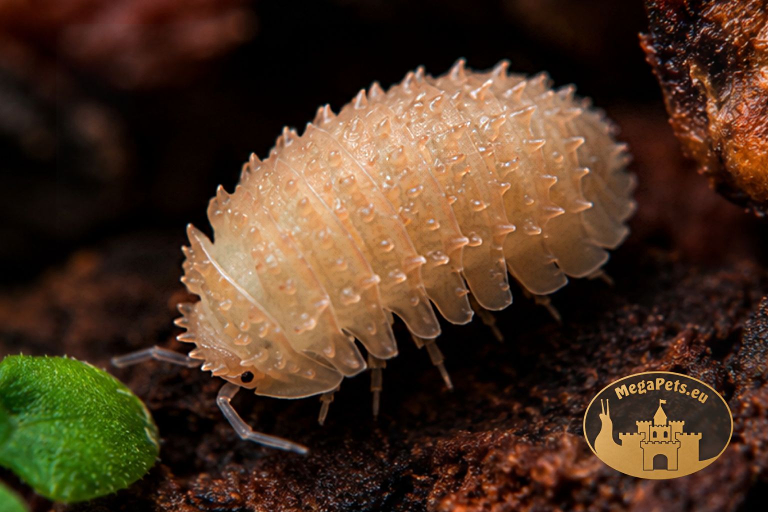 Isopody Cristarmadillidium muricatum Orange – egzotyczne kulanki do terrarium bioaktywnego, naturalna ekipa sprzątająca.