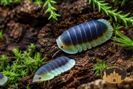 Kolonia Cubaris sp. Lemon Blue – rzadkie kulanki o wyjątkowym cytrynowo-niebieskim ubarwieniu