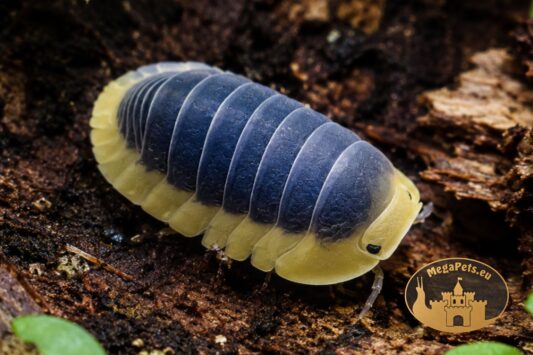 Cubaris sp. Lemon Blue na białym tle – makro wyjątkowej odmiany kulanek