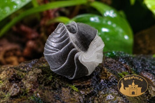 Cubaris sp. Panda King na korze w terrarium bioaktywnym – kolonia isopodów MegaPets.eu