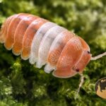cubaris-sp-panda-king-orange-kulanki-isopody-megapets-eu Cubaris sp. Panda King Orange – kulanki o biało-pomarańczowym ubarwieniu, isopody do terrarium bioaktywnego i naturalna ekipa sprzątająca.