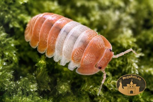 Cubaris sp. Panda King Orange – kulanki o biało-pomarańczowym ubarwieniu, isopody do terrarium bioaktywnego i naturalna ekipa sprzątająca.