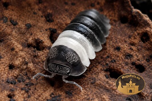Cubaris sp. Panda King – kolonia 4 isopodów w aranżacji terraryjnej MegaPets.eu