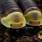 Kolonia Cubaris sp. Rubber Ducky – wyjątkowe kulanki o wyglądzie małych gumowych kaczuszek