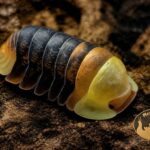 Cubaris sp. Rubber Ducky – wyjątkowe kulanki przypominające małe gumowe kaczuszki