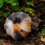 Cubaris sp. White Shark – egzotyczna kulanka zwinięta w kulkę, naturalna ekipa sprzątająca do terrarium bioaktywnego
