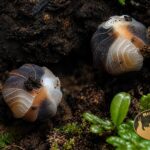 Cubaris sp. White Shark – kulanka White Shark zwinięta w kulkę w terrarium bioaktywnym