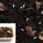 Prosionki Trichorhina tomentosa – naturalna ekipa sprzątająca do terrarium bioaktywnego
