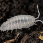 Prosionki Trichorhina tomentosa – naturalna ekipa sprzątająca do terrarium bioaktywnego