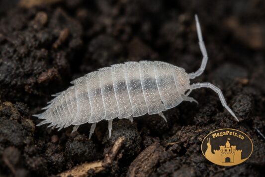 Prosionki Trichorhina tomentosa – naturalna ekipa sprzątająca do terrarium bioaktywnego