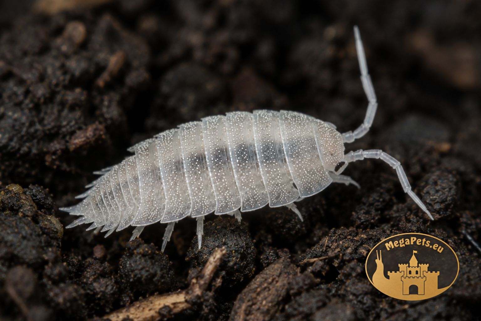 Prosionki Trichorhina tomentosa – naturalna ekipa sprzątająca do terrarium bioaktywnego