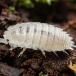 isopody-trichorhina-tomentosa-4-skoczogonki-megapets-eu Prosionki Trichorhina tomentosa – naturalna ekipa sprzątająca do terrarium bioaktywnego