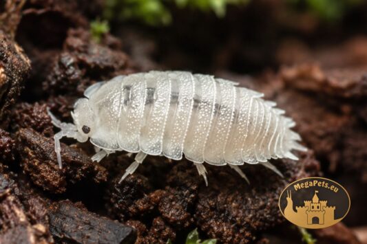 Prosionki Trichorhina tomentosa – naturalna ekipa sprzątająca do terrarium bioaktywnego