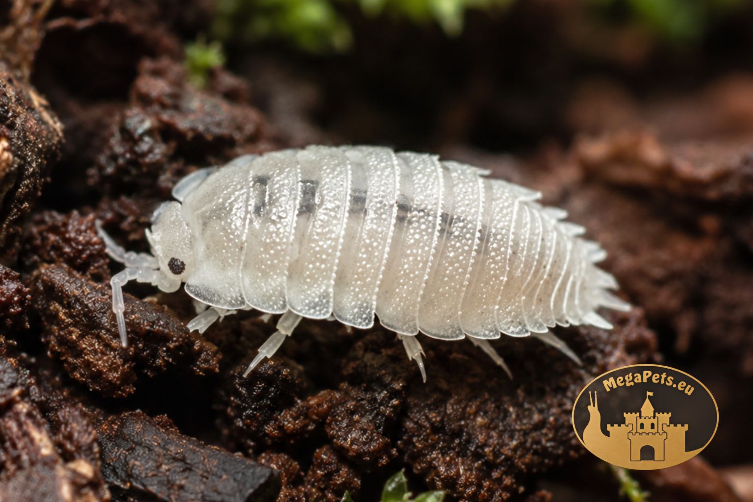 isopody-trichorhina-tomentosa-4-skoczogonki-megapets-eu Prosionki Trichorhina tomentosa – naturalna ekipa sprzątająca do terrarium bioaktywnego
