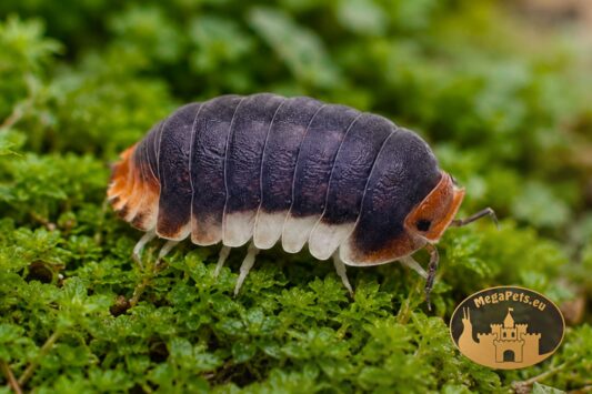 Isopody Cubaris Pak Chong o ciemnym ubarwieniu z pomarańczowymi akcentami w terrarium bioaktywnym.