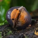 kulanki-cubaris-sp-pak-chong-terrarium-megapets-eu Cubaris Pak Chong – egzotyczne kulanki o ciemnym ubarwieniu z pomarańczowymi akcentami do terrarium bioaktywnego.