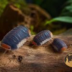 kulanki-cubaris-sp-pak-chong-terrarium-megapets-eu-2 Kolonia Cubaris Pak Chong – egzotyczne kulanki o ciemnym ubarwieniu do terrarium bioaktywnego.