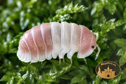 Cubaris Panda King Pink – biało-różowe kulanki do terrarium bioaktywnego