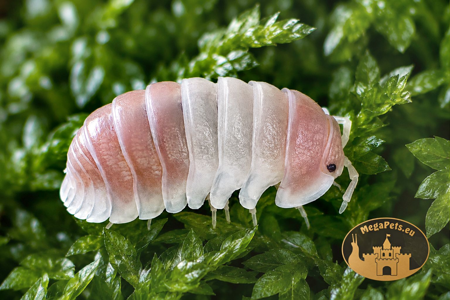 kulanki-cubaris-sp-panda-king-pink-terrarium-megapets-eu-1 Cubaris Panda King Pink – biało-różowe kulanki do terrarium bioaktywnego