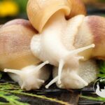 lissachatina-fulica-rodatzi-albino-body-1-megapets-eu Lissachatina fulica rodatzi albino body z hodowli MegaPets.eu