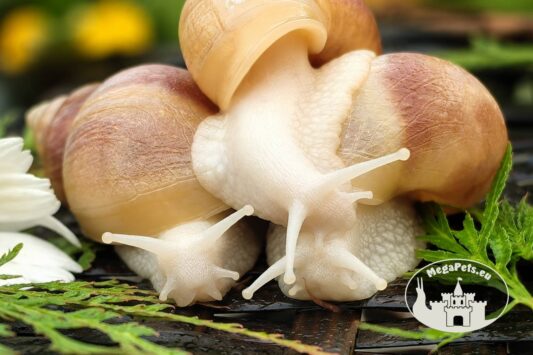 Lissachatina fulica rodatzi albino body z hodowli MegaPets.eu