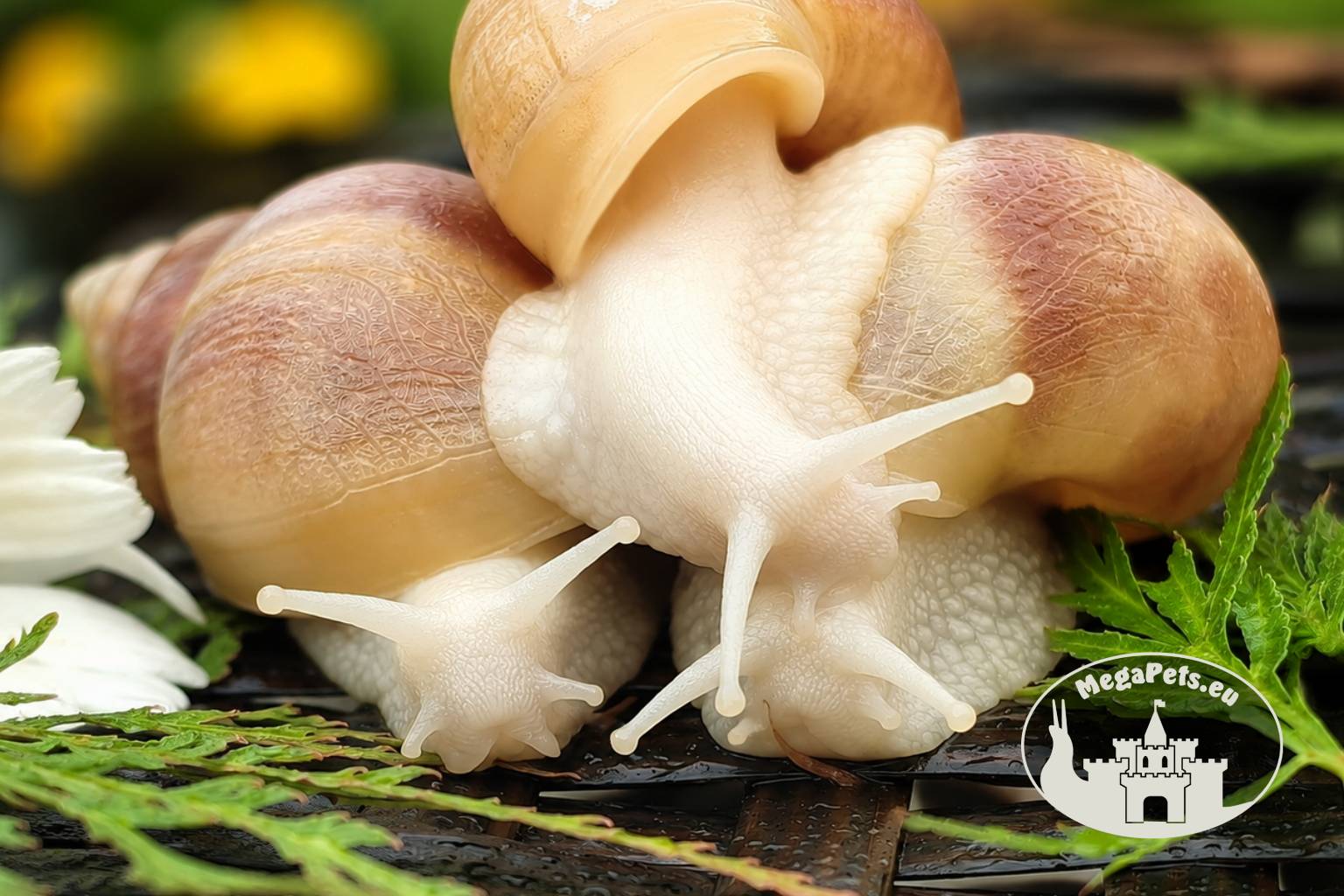 Lissachatina fulica rodatzi albino body z hodowli MegaPets.eu