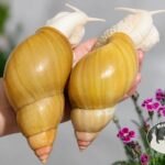 lissachatina-fulica-rodatzi-albino-body-megapets-eu Lissachatina fulica rodatzi albino body z hodowli MegaPets.eu