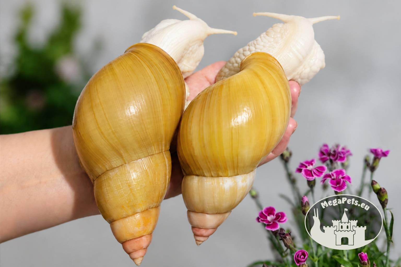 lissachatina-fulica-rodatzi-albino-body-megapets-eu Lissachatina fulica rodatzi albino body z hodowli MegaPets.eu