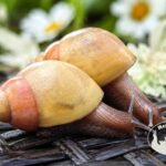 Lissachatina fulica rodatzi standard z hodowli MegaPets.eu