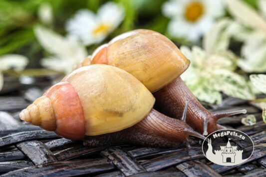 Lissachatina fulica rodatzi standard z hodowli MegaPets.eu