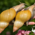 Lissachatina fulica rodatzi standard z hodowli MegaPets.eu