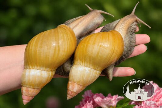 Lissachatina fulica rodatzi standard z hodowli MegaPets.eu