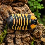 Merulanella sp. Amber Bee – super makro prosionka o intensywnym bursztynowo-czarnym ubarwieniu