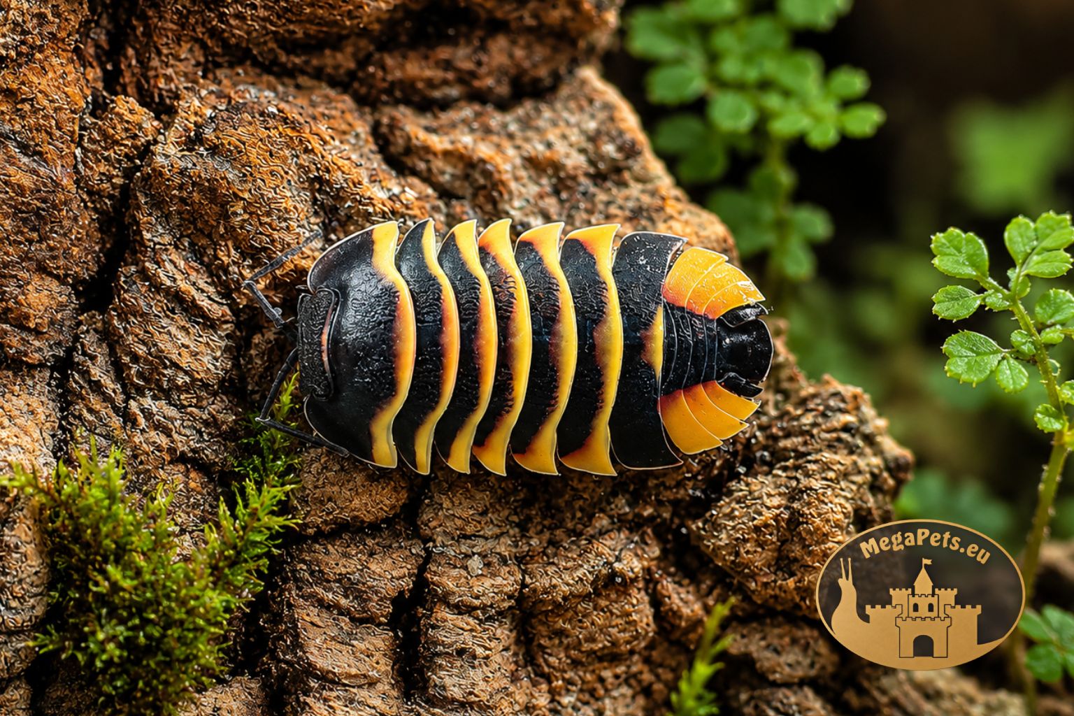 Merulanella sp. Amber Bee – super makro prosionka o intensywnym bursztynowo-czarnym ubarwieniu