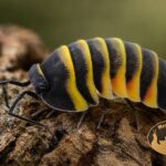 merulanella-sp-amber-bee-terrarium-izopody-bioaktywne-megapets-eu Merulanella sp. Amber Bee w terrarium bioaktywnym na korze