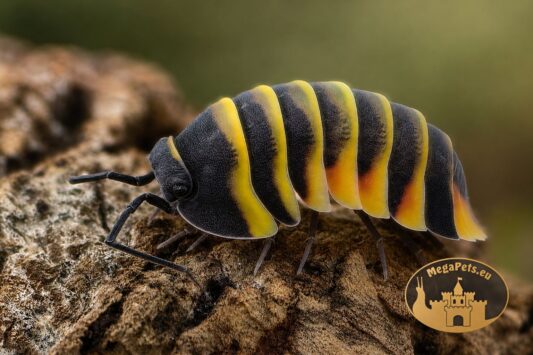 Merulanella sp. Amber Bee w terrarium bioaktywnym na korze