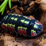 Merulanella sp. Red Diablo w terrarium bioaktywnym