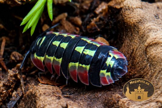 Merulanella sp. Red Diablo w terrarium bioaktywnym