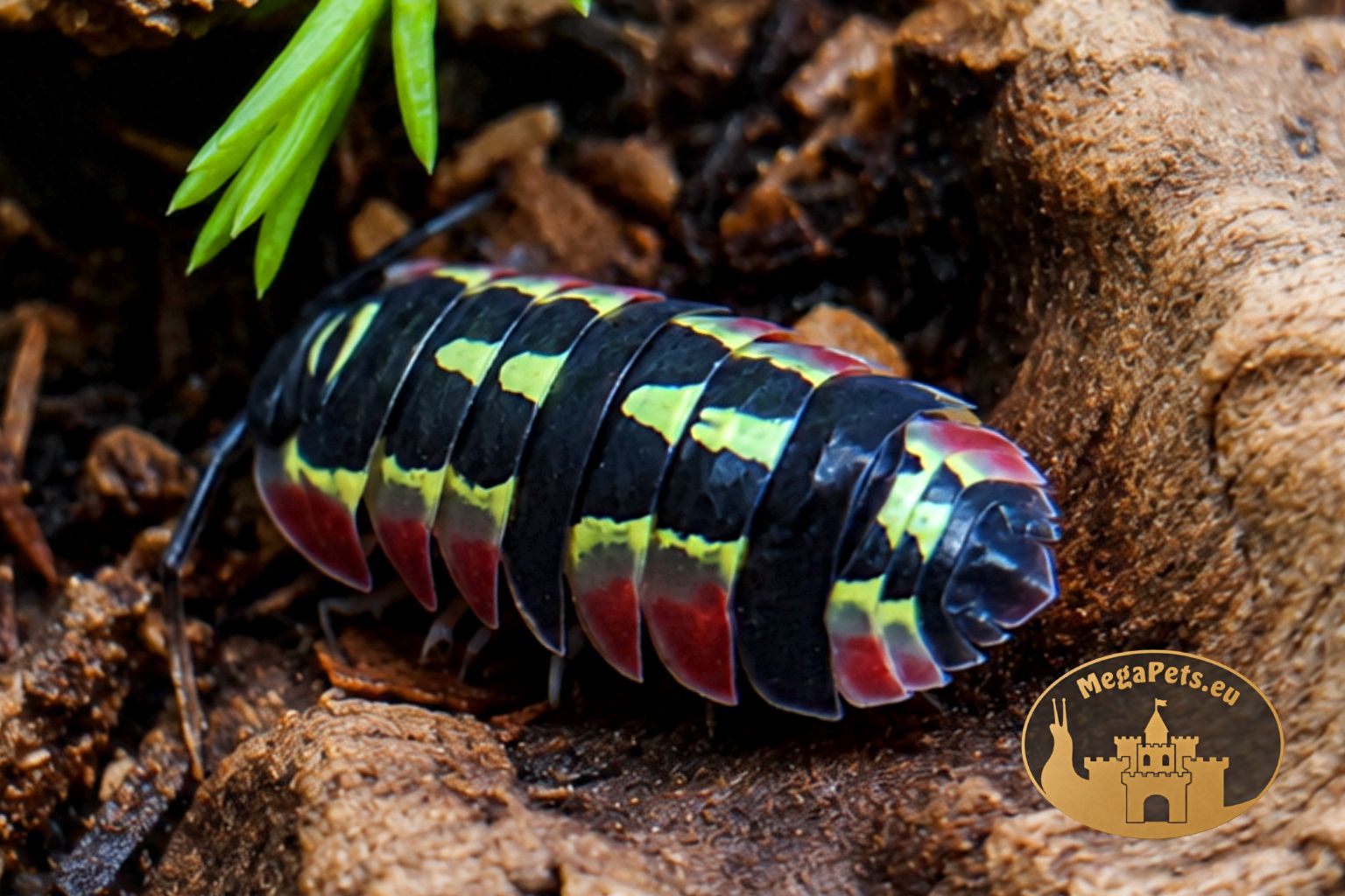 Merulanella sp. Red Diablo w terrarium bioaktywnym