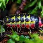 merulanella-sp-red-diablo-makro-prosionki-megapets-eu Makro Merulanella sp. Red Diablo prezentujące intensywne czerwone i żółte wzory