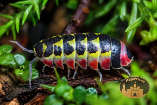 Makro Merulanella sp. Red Diablo prezentujące intensywne czerwone i żółte wzory